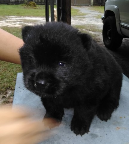 Chow Chow puppy for sale + 54271