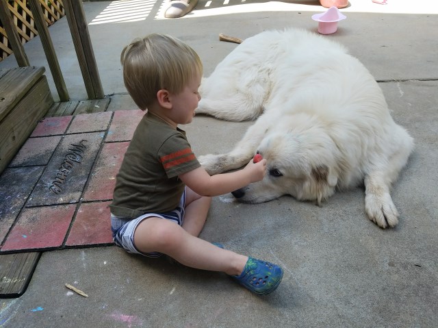 Great Pyrenees puppy for sale + 50120