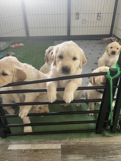 Cream/Light Golden Retrievers