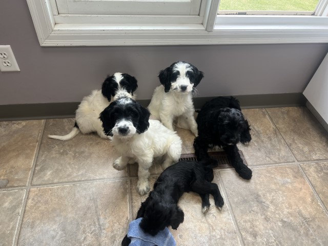 Springerdoodle puppies