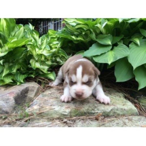 AKC Siberian Husky Puppies For Sale