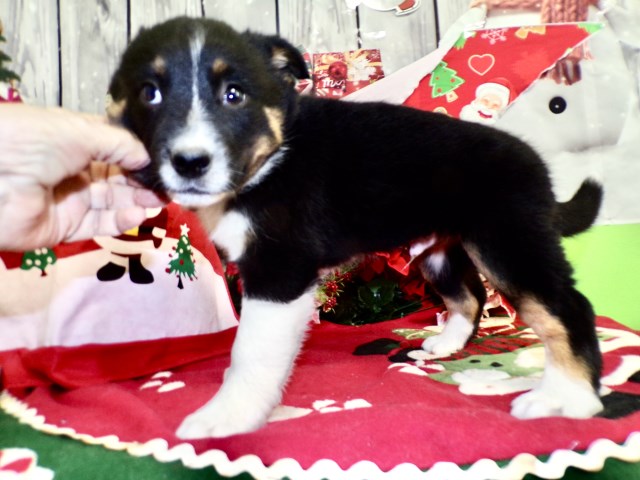 Border Collie puppy for sale + 66930