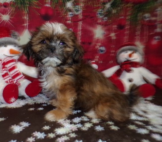 Shih Tzu puppy for sale + 66106