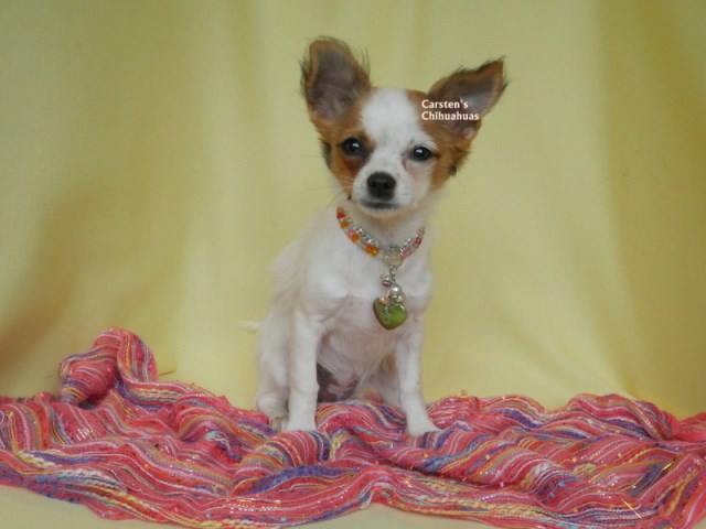 Chihuahua puppy for sale + 61981