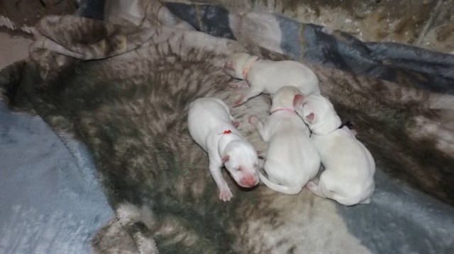 Siberian Husky puppy for sale + 67063