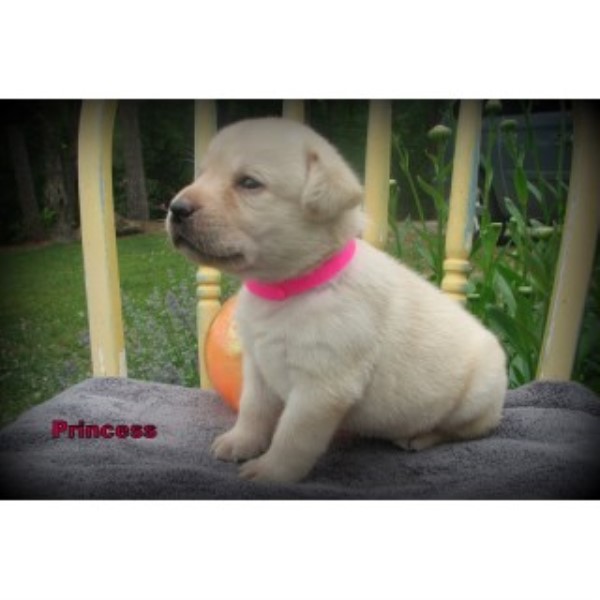 Labrador Retriever puppy for sale + 45746