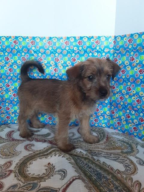 Jack Russell Terrier puppy for sale + 59392