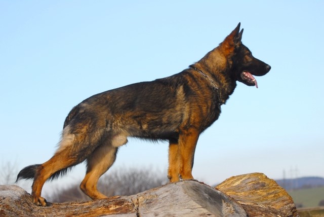 Personal Protection Dogs For Sale