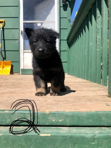 German Shepherd Dog puppy for sale + 64709