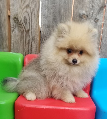 pomeranian purebread