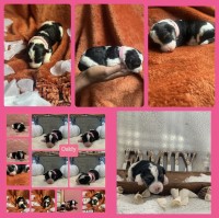 Yorkiepoo Puppies Yorkipoo for sale/adoption