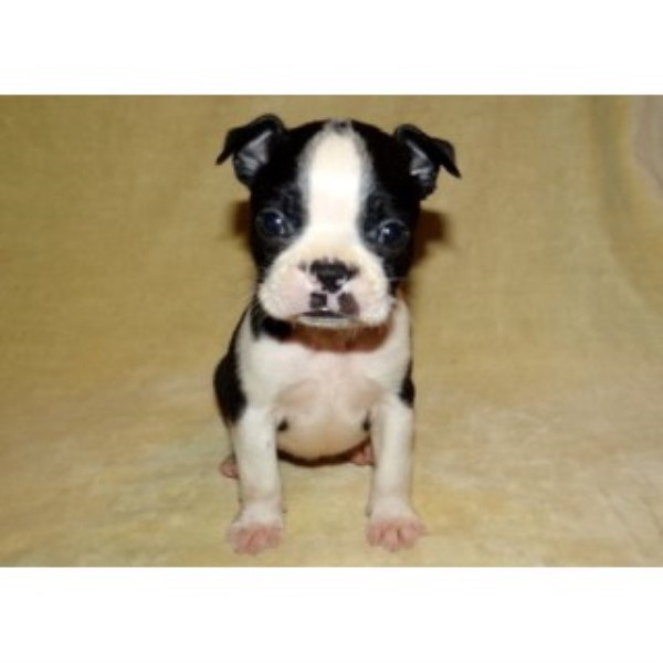 Boston Terrier Puppies, Akc, Champion Bloodlines!!