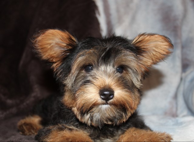 CKC Champion Bloodline Yorkshire Terrier Male Puppy