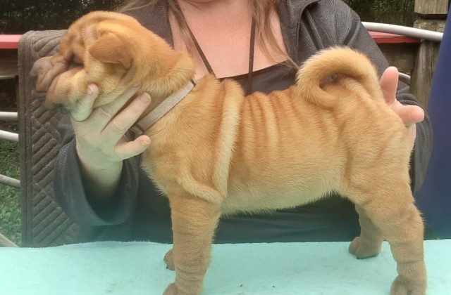 Champion sired sharpei pups for sale