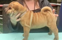 Champion sired sharpei pups for sale Chinese Shar Pei for sale/adoption