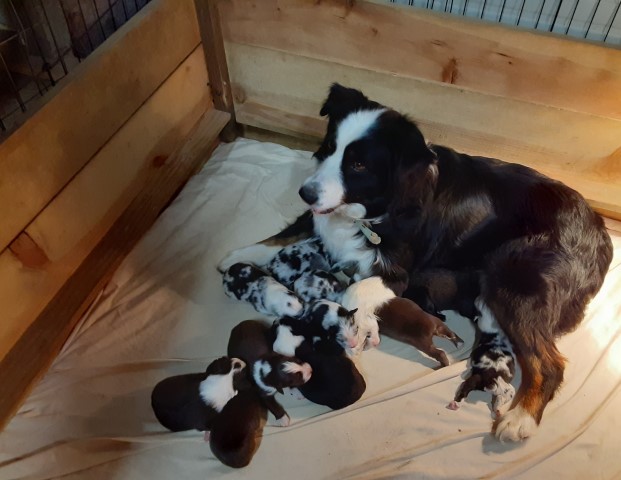 Australian shepherd puppies