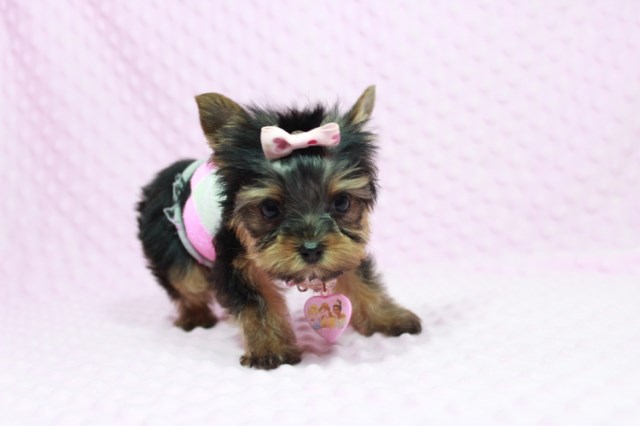 Amazing Micro Teacup Yorkie Puppy