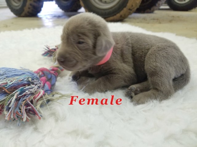 Silver Labrador Retriever Female