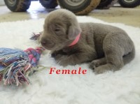 Silver Labrador Retriever Female Labrador Retriever for sale/adoption