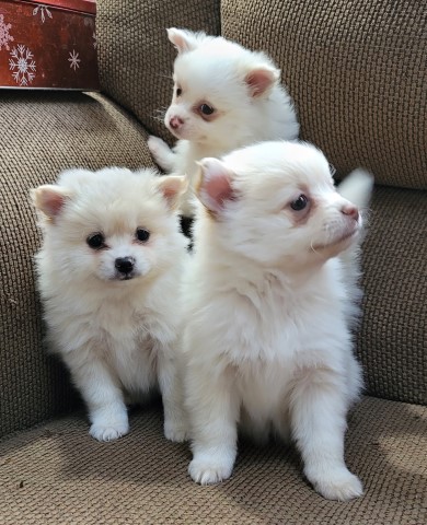 Pomeranian puppy for sale + 64180