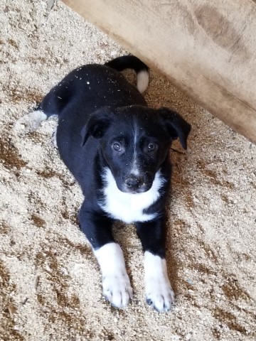 Stunning Australian Shepherd/ Border Collie cross Puppies!!