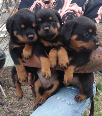 Nice German Rottweiler Pups For Sale!!!