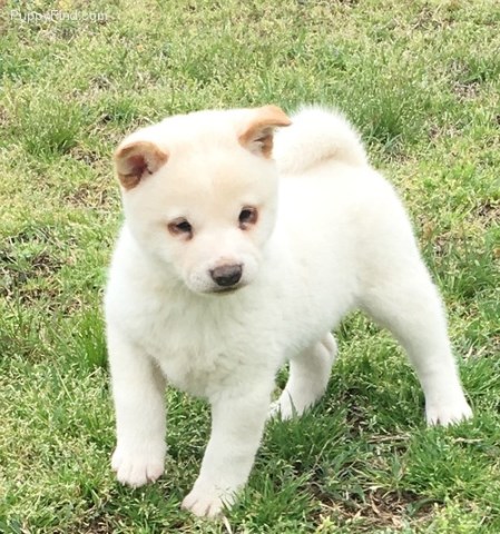 Shiba Inu Puppy Dog For Sale In Chelsea Oklahoma