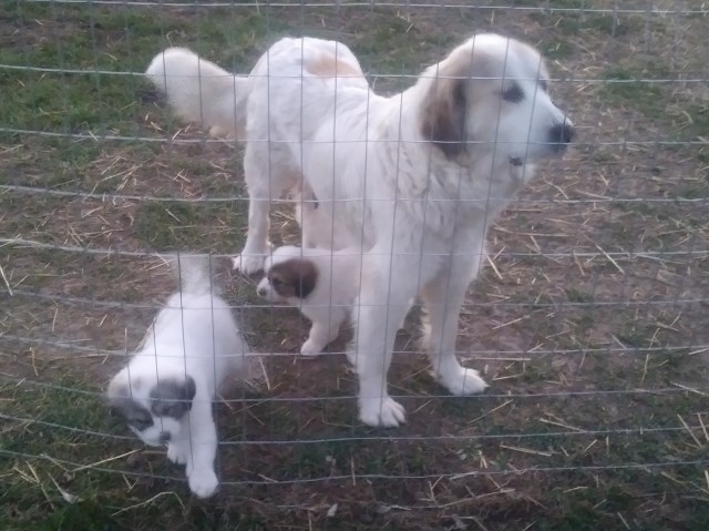 Great pyrenees puppies