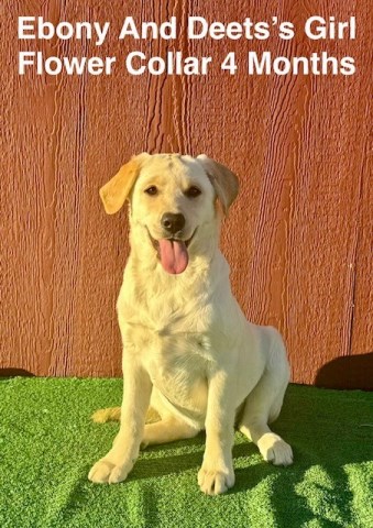 AKC Yellow and Charcoal Lab Puppies