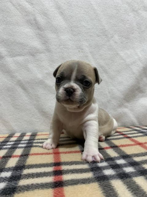 8 AKC French Bulldog Puppies 7 Weeks