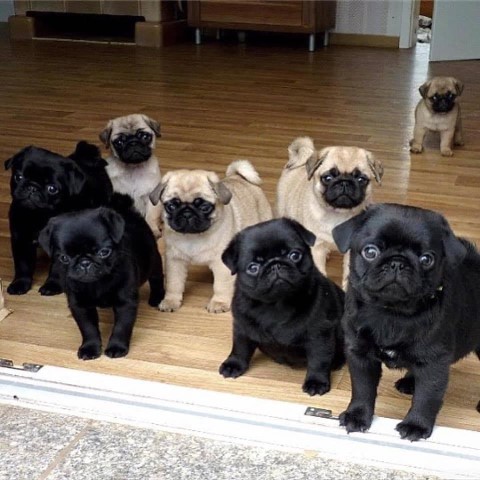 Beautifull Pug puppies for adoption
