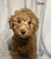 Toy Poodle Puppies from AKC Lines – Raised with Heart Poodle Toy for sale/adoption