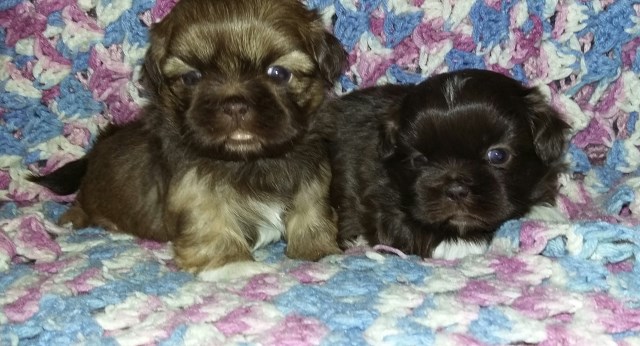 Shih Tzu puppy for sale + 47915