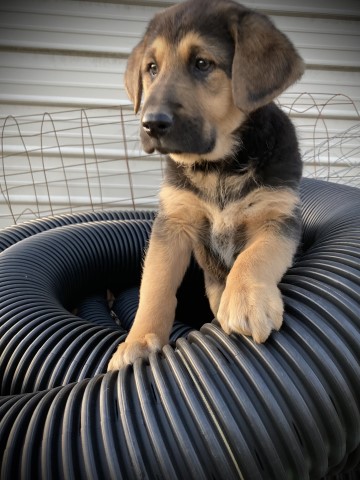 Draper, Handsome German Shepherd Lab puppy