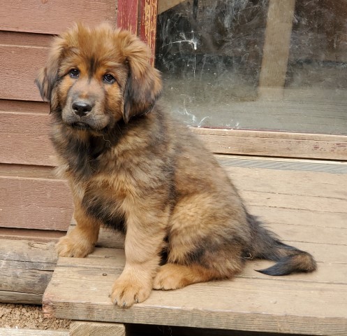 tibetan mastiff