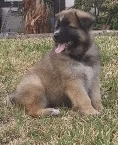 German Shepherd Dog puppy for sale + 61560