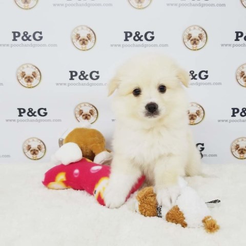 Pomeranian puppy for sale + 53394