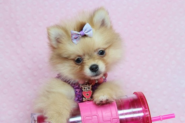 Cute and Cuddly Teacup Pomeranians for Sale in Las Vegas! Financing and Shipping Available!