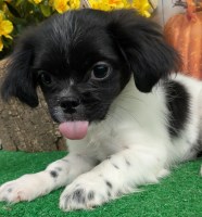 TOY  SHIH TZU X  Babies.  Super Cute!!! Shih Tzu for sale/adoption