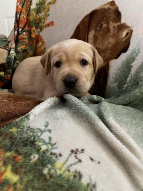 Labrador Retriever puppy for sale + 62518