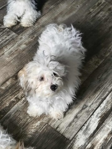 Bichon Frise puppy for sale + 66895