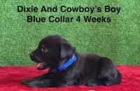 AKC Black Labrador Puppies Labrador Retriever for sale/adoption