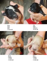 miniature poodles. Poodle Miniature for sale/adoption