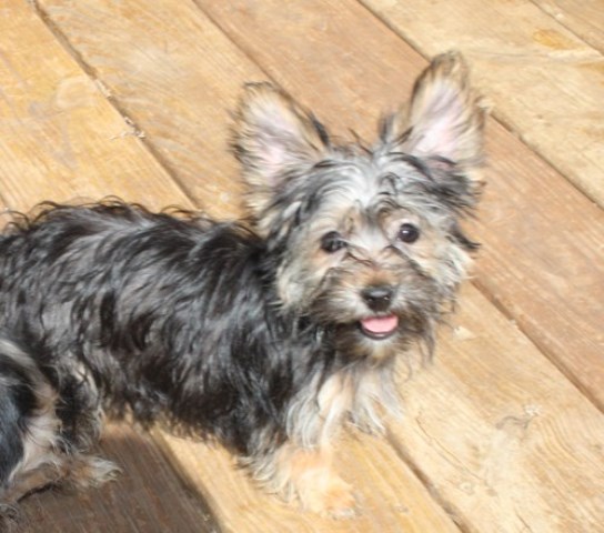 yorkshire terrier  havanese small