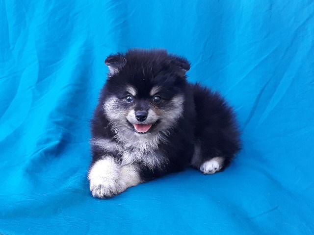 Pomeranian puppy for sale + 64867