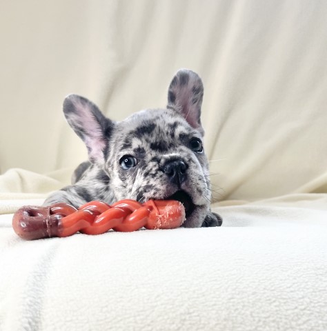 French Bulldog Puppies For Sale