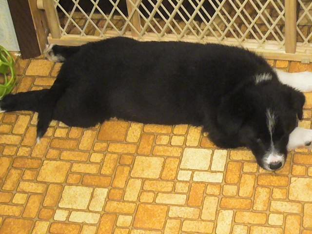 Border Collie puppy for sale + 48347