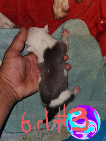 American Pit Bull Terrier puppy for sale + 60760