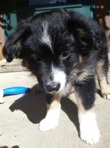 australian dog sheppard bred pure mini