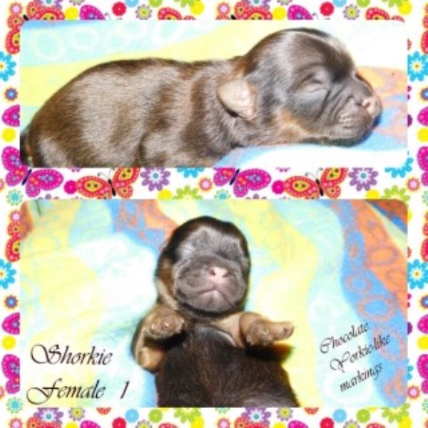 Shih Tzu puppy for sale + 45395